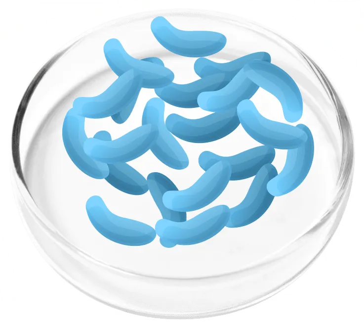 FemiCore-ingredients-8